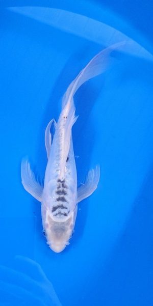 11.5" Longfin Blue Shusui Female