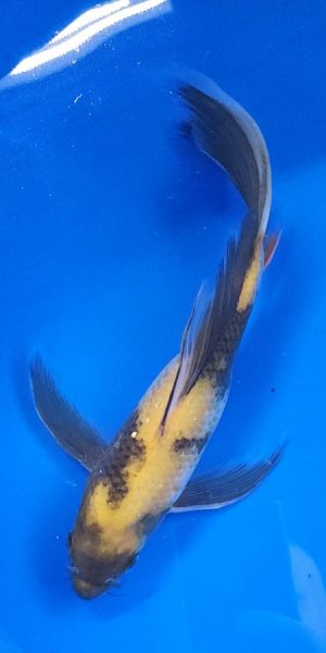 10" Longfin Ki Utsuri Female