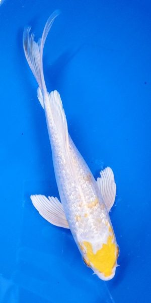 10" Longfin Ginrin Lemon Hariwaki Female