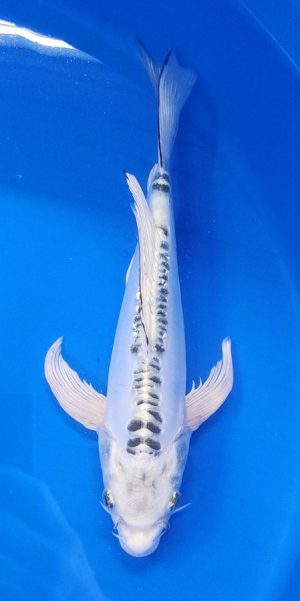 12" Longfin Doitsu Gin Matsuba Female
