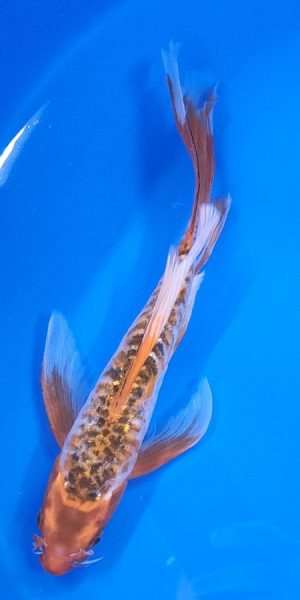 10.5" Longfin Aragoki Asagi Male