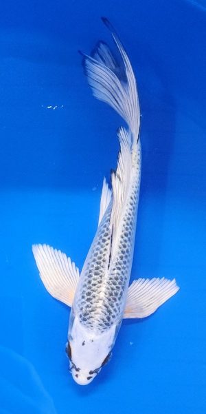 11" Longfin Gin Matsuba Female