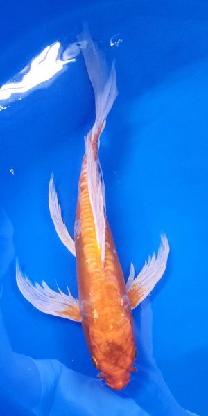 14" Longfin Hariwaki Female