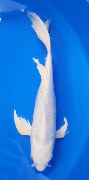 12" Longfin Lemon Hariwaki Female