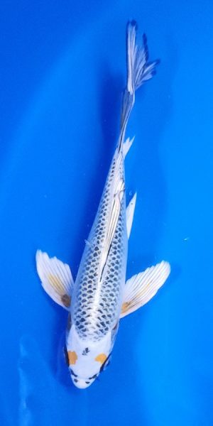 9" Longfin Kujaku Female