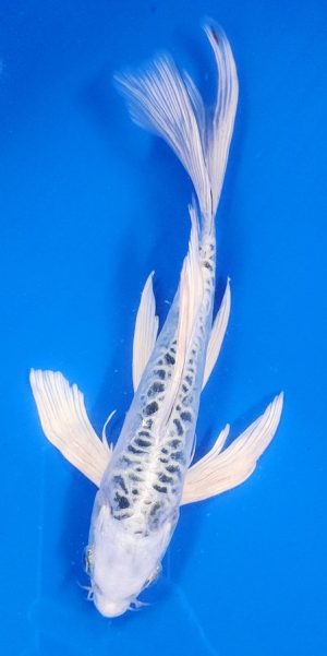 9" Longfin Doitsu Gin Matsuba Male