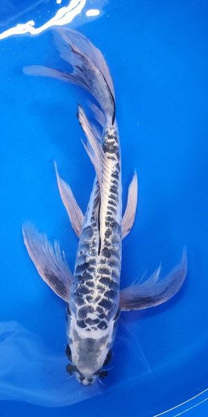 14.5" Longfin Kikokuryu Male