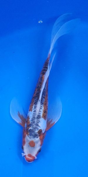 9.5" Longfin Shusui Female