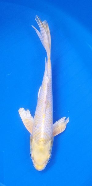 9" Longfin Lemon Hariwake Male