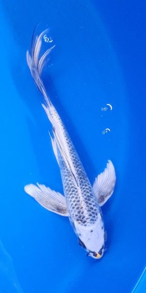 9" Longfin Kujaku Female
