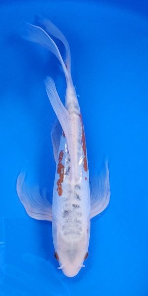 12" Longfin Shusui Female
