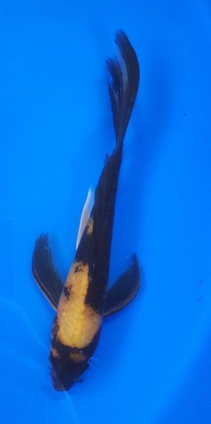 9" Longfin Ki Utsuri Male