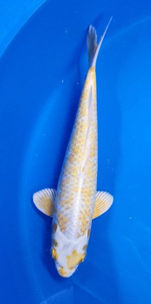 12" Lemon Hariwake Female