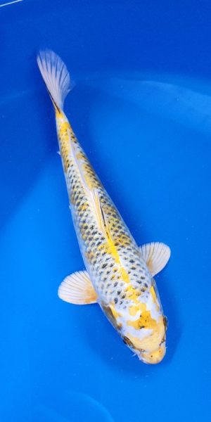 12" Ki Kujaku Female