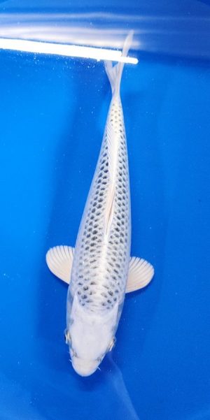 13" Gin Matsuba Female