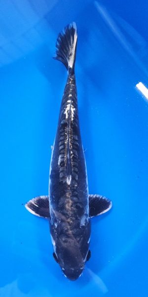 13" Kikokuryu Female