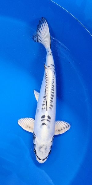 13.5" Kikokuryu Male