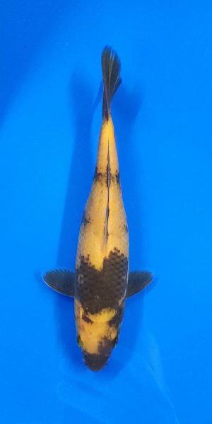 10" Ki Utsuri Female