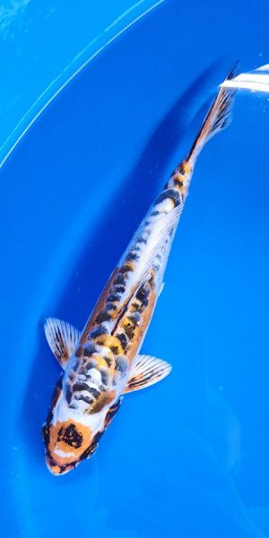 11" Beni Kikokuryu Female