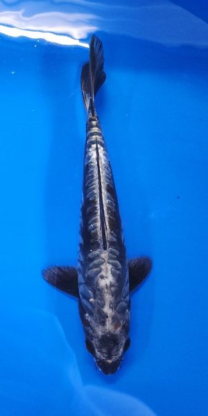 12" Copper Kikokuryu Male