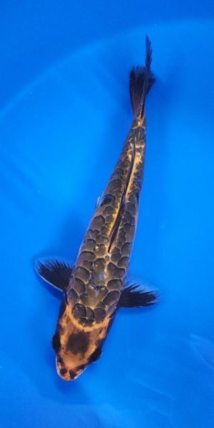 13" Aragoki Kin Kikokuryu Female