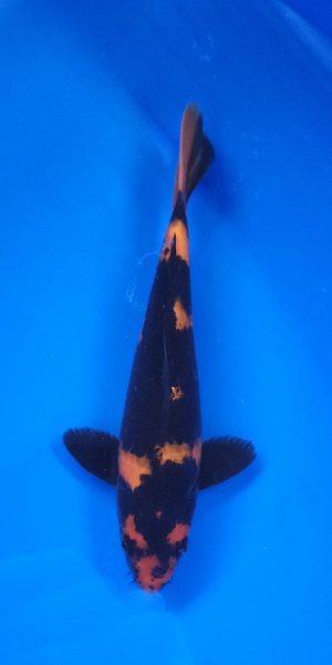9" Hi Utsuri Male