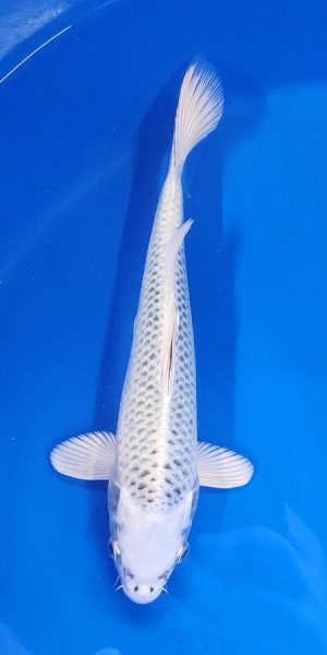 11.5" Gin Matsuba Female