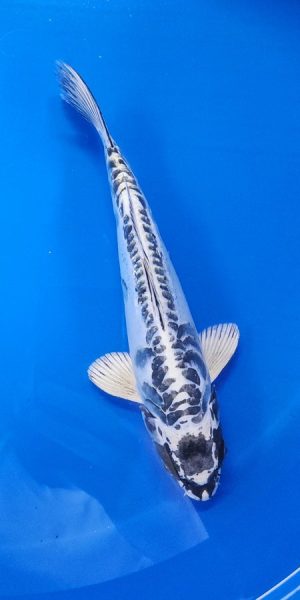 11" Kikokuryu Male