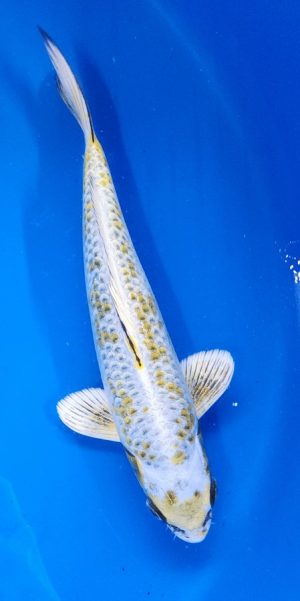 11" Ki Kujaku Female