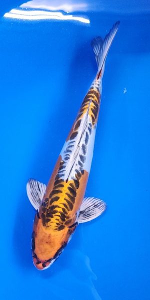 12" Beni Kikokuryu Male