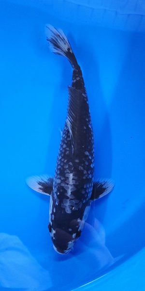 13" Matsukawabaki Female