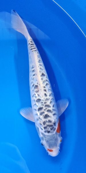 14" Shusui Female
