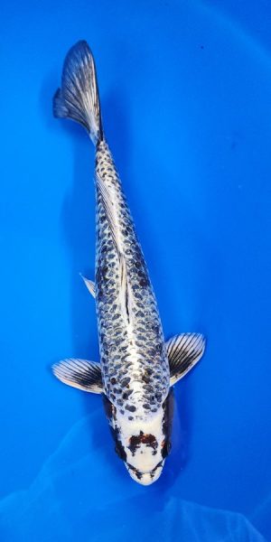 12.5" Beni Ginja Male