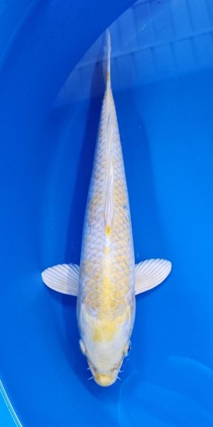 13" Lemon Hariwake Female