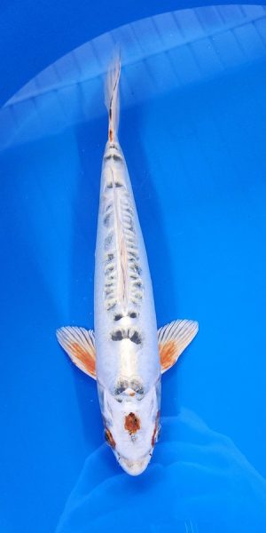13" Beni Kikokuryu Male