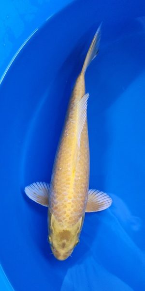 15" Yamabuki Female