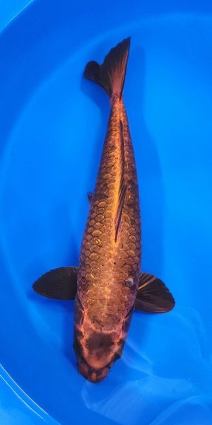 18" Aka Matsuba Female
