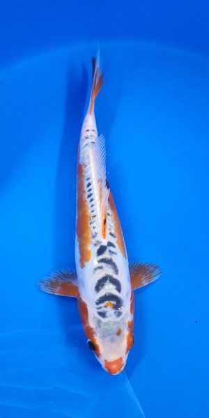 13" Shusui Female