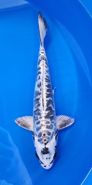 14" Kikokuryu Female