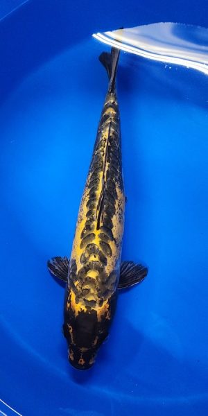 17" Ki Kikokuryu Female