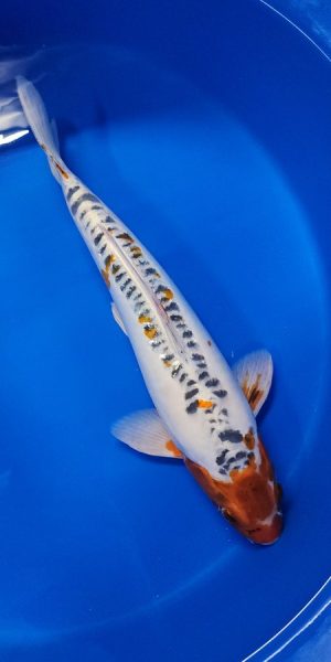 16" Shusui Male