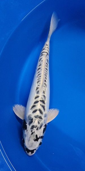 15.5" Kikokuryu Female