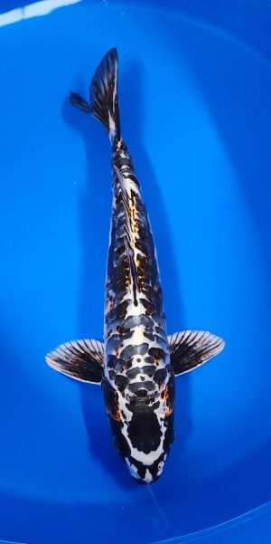 15" Copper Kikokuryu Male
