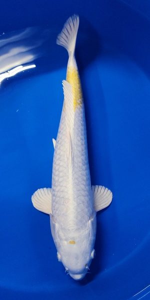 19" Lemon Hariwake Female