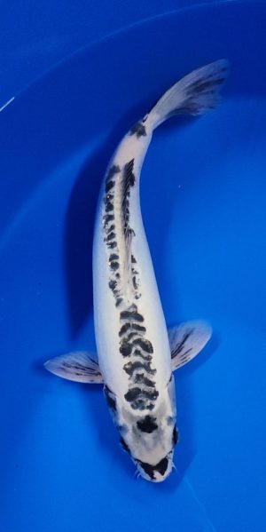 15" Kikokuryu Male