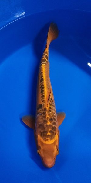 16" Doitsu Kin Matsuba Male