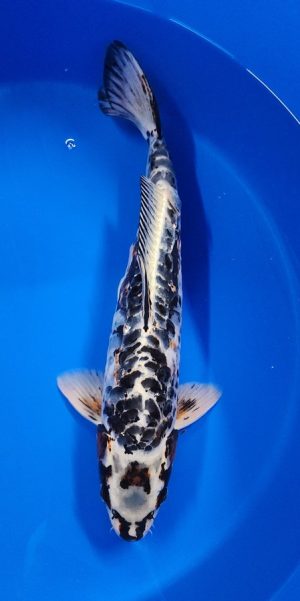 17" Copper Kikokuryu Male