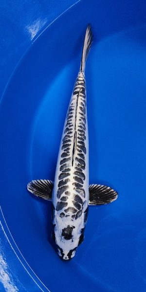 17" Kikokuryu Female