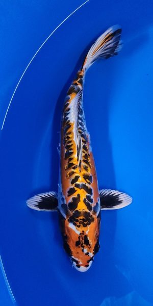 15" Beni Kikokuryu Female