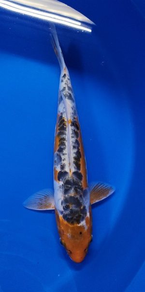 14" Shusui Male